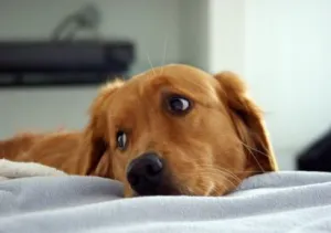 sad puppy